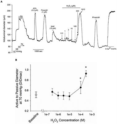 Effects of Pharmacological Inhibitors of NADPH Oxidase on Myogenic Contractility and Evoked Vasoactive Responses in Rat Resistance Arteries